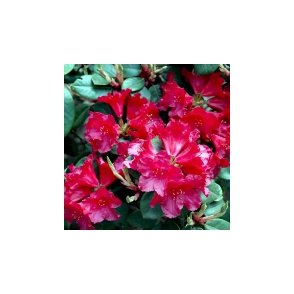 Havasszépe    RHODODENDRON TROMBA 40/50 K7,5