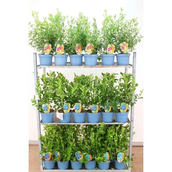 Kék áfonya  VACCINIUM CORYMBOSUM 40/60 K4