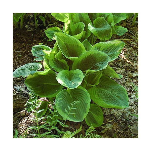 Árnyékliliom  HOSTA FRANCES WILLIAMS CS17