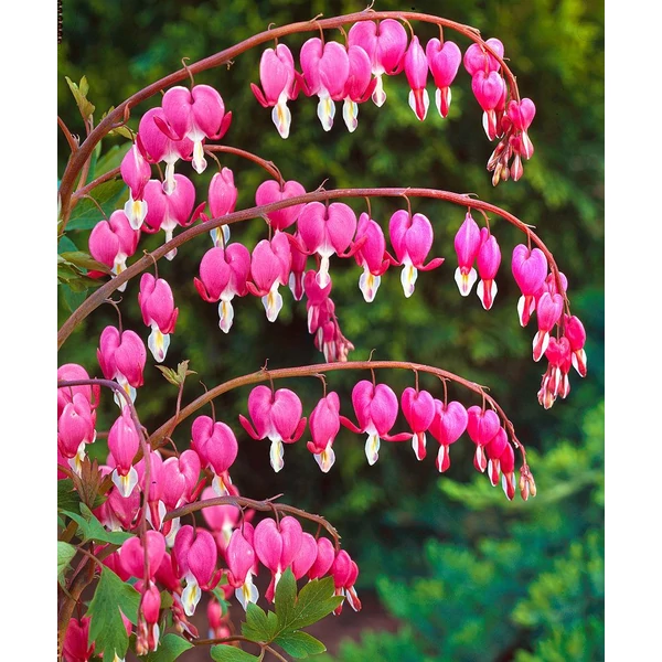 Nagy szívvirág  DICENTRA SPECTABILIS ROSE CS13
