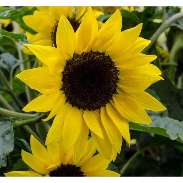 Napraforgó  HELIANTHUS ANNUS SUNSTATION CS13