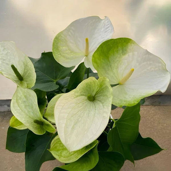 Flamingóvirág ANTHURIUM ANDRAEANUM SAMORA CS17