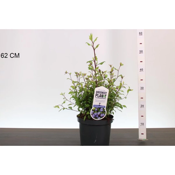 Tarackoló kékgyökér CERATOSTIGMA WILLMOTTIANUM 30/40 K3,5