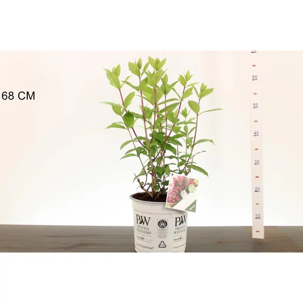Cserjés hortenzia  HYDRANGEA ARBORESCENS RUBY ANNABELLE 25/30 K5