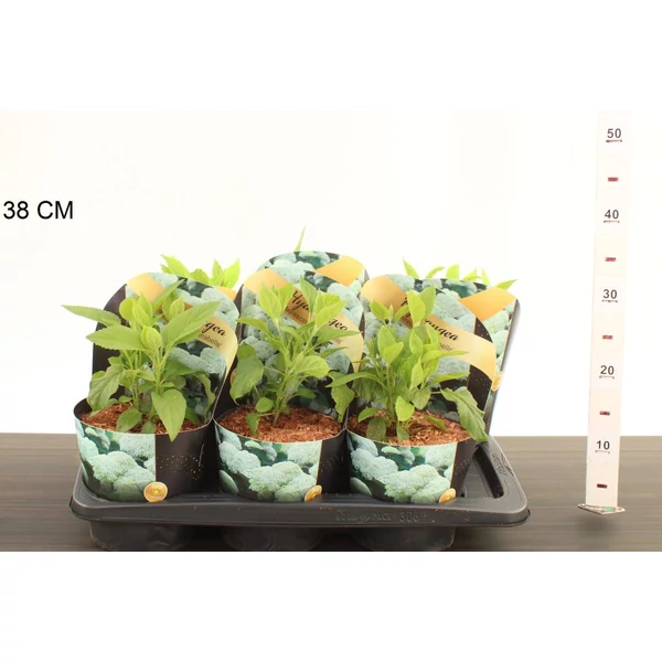 Cserjés hortenzia  HYDRANGEA ARBORESCENS ANNABELLE CS17