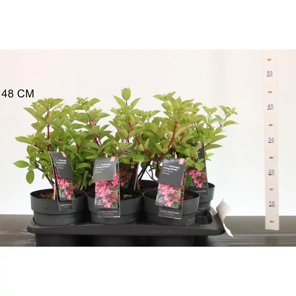 Bugás hortenzia    HYDRANGEA PANICULATA LIVING INFINITY 40/50 K2