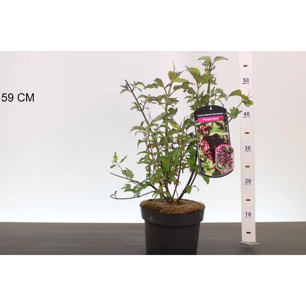 Himalájai dudváslonc LEYCESTERIA FORMOSA PURPLE RAIN 40/50 K3