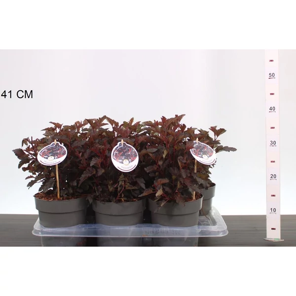 Hólyagvessző  PHYSOCARPUS OPULIFOLIUS ALL BLACK 20/25 CS17