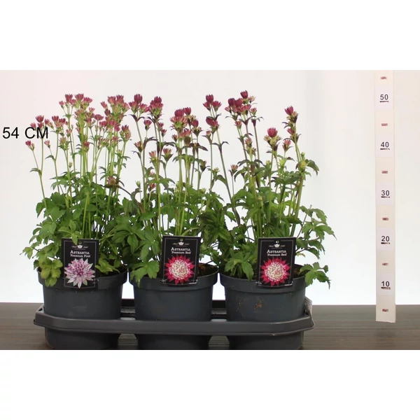 Völgycsillag  ASTRANTIA FAJTÁK 40/45 CS19