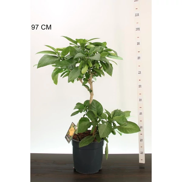 Angyaltrombita  BRUGMANSIA CANDIDA 80/100 CS27