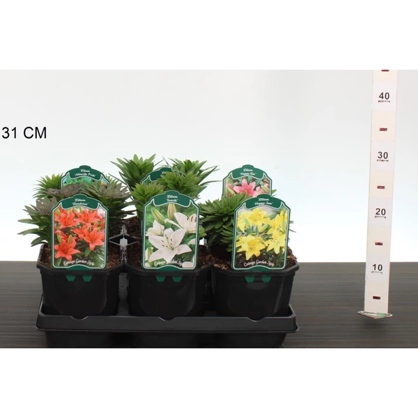 Liliom LILIUM K2