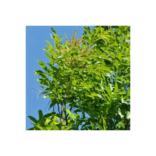 Oszlopos virágos kőris FRAXINUS ORNUS OBELISK 6/8 K35
