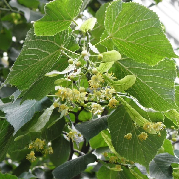 Nagylevelű hárs TILIA PLATYPHYLLOS 8/10 K35