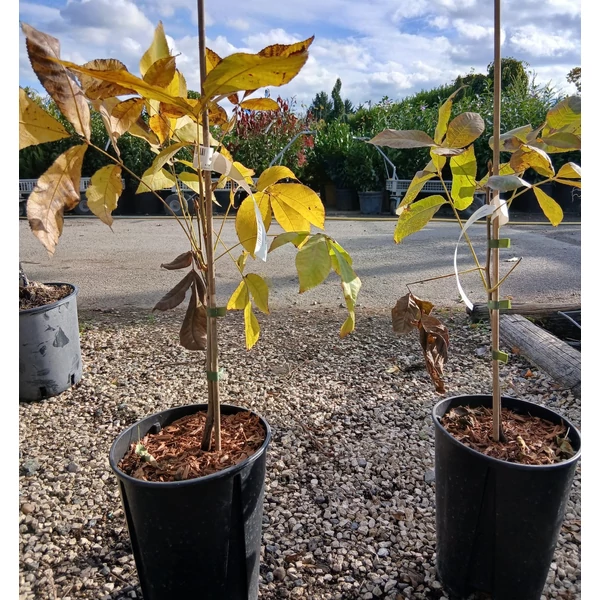 Hikoridió  CARYA OVATA 30/40 K3