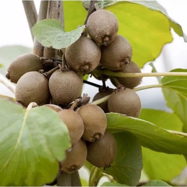 Solissimo kivi ACTINIDIA CHINENSIS SOLISSIMO 175/200 K5