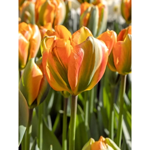 Tulipán VIRÁGHAGYMA TULIPS ORANGE MARMELADE 7DB/CSOMAG JUB 303445