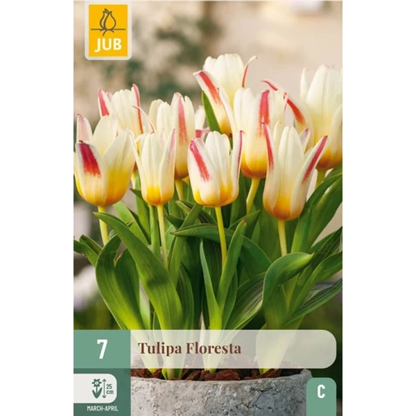 Tulipán VIRÁGHAGYMA TULIPS FLORESTA 7DB/CSOMAG JUB 304190