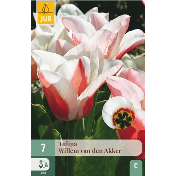 Tulipán VIRÁGHAGYMA TULIPS WILLEM VAN DEN AKKER 7DB/CSOMAG JUB 304635