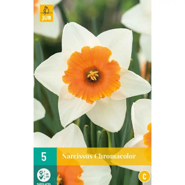 Nárcisz VIRÁGHAGYMA NARCISSUS CHROMACOLOR 5DB/CSOMAG JUB 305610