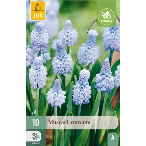 Fürtös gyöngyike VIRÁGHAGYMA MUSCARI AZUREUM 10DB/CSOMAG JUB 311030