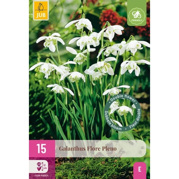 Hóvirág VIRÁGHAGYMA GALANTHUS FLORE PLENO 15DB/CSOMAG JUB 323765