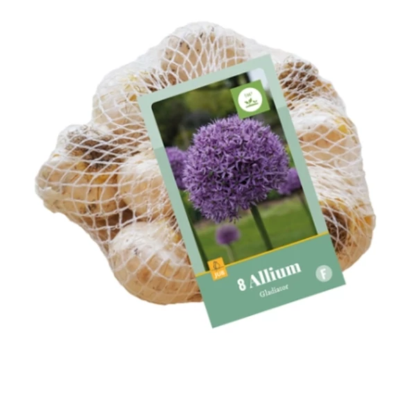 Díszhagyma VIRÁGHAGYMA ALLIUM GLADIATOR 8DB/CSOMAG JUB 321130