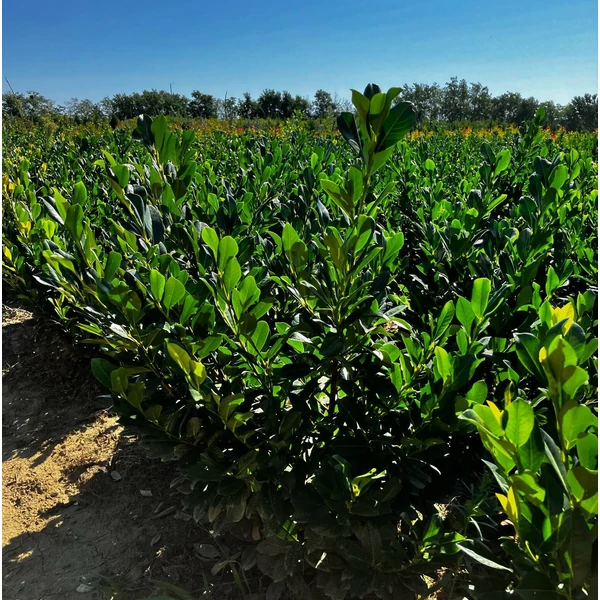 Babérmeggy PRUNUS LAUROCERASUS ANTONIUS 80/100*