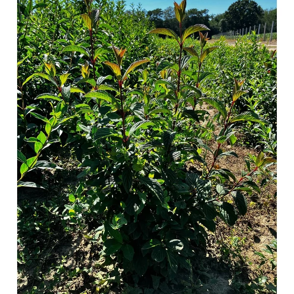 Kikeleti bangita VIBURNUM BODNANTENSE DAWN 60/80*