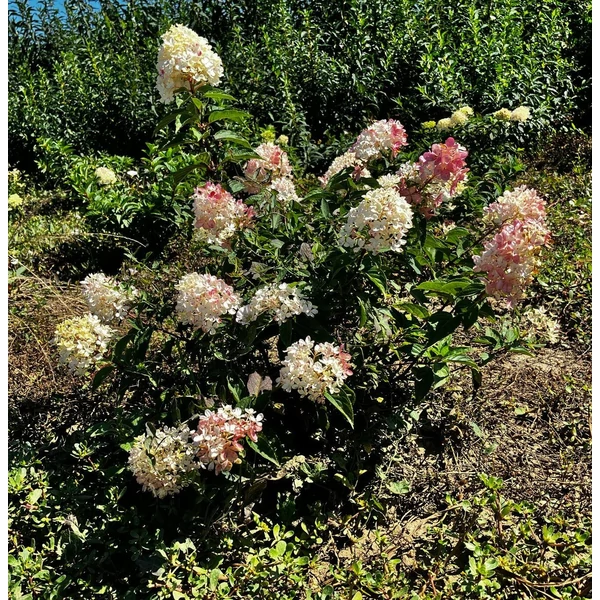Bugás hortenzia  HYDRANGEA PANICULATA SUNDAE-FRAISE 20/40*