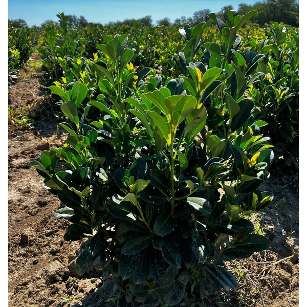 Oszlopos babérmeggy PRUNUS LAUROCERASUS BONAPARTE 40/60*