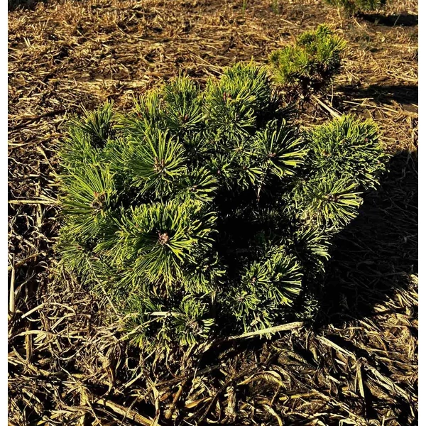 Havasi törpefenyő PINUS MUGO WINTERGOLD 30/40*