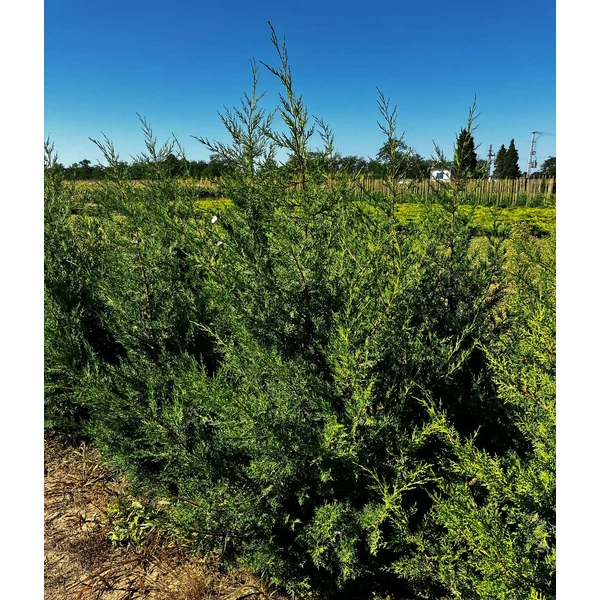 Keskeny kínai jegenyeboróka JUNIPERUS CHINENSIS KETELEERI 125/150*