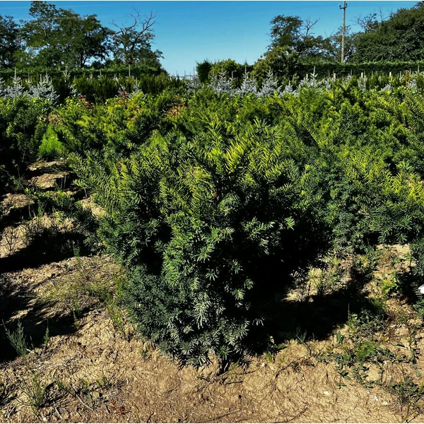 Oszlopos tiszafa TAXUS MEDIA GREEN MOUNTAIN 60/80*