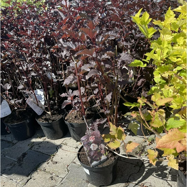 Hólyagvessző     PHYSOCARPUS OPULIFOLIUS DIABOLO K2