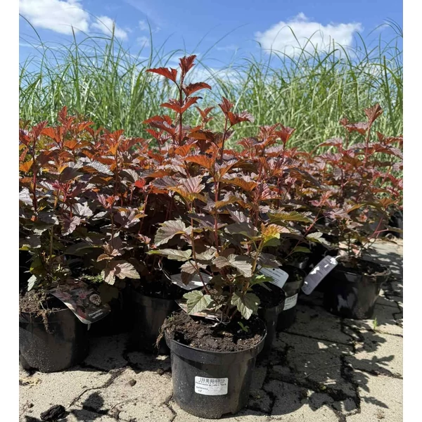 Törpe hólyagvessző    PHYSOCARPUS OPULIFOLIUS LADY IN RED K2