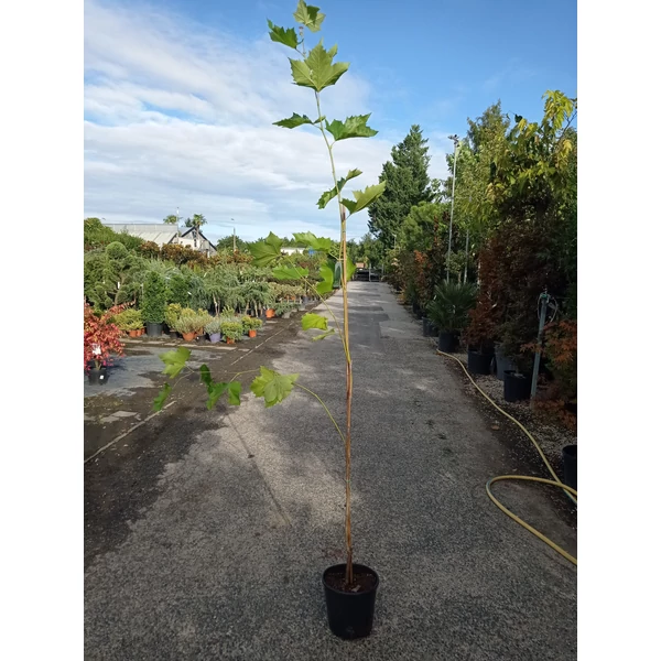 Juharlevelű platán PLATANUS ACERIFOLIA 175/200 K10