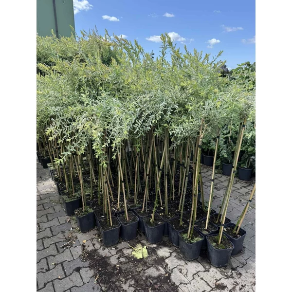 Tarka levelű japán fűz  SALIX INTEGRA HAKURO-NISHIKI T90 K5