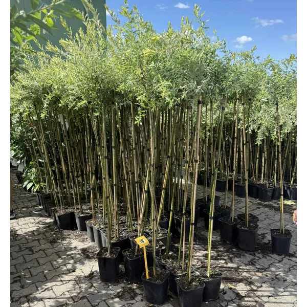 Tarka levelű japán fűz  SALIX INTEGRA HAKURO-NISHIKI T120 K5