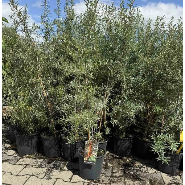 Öntermékeny homoktövis  HIPPOPHAE RHAMNOIDES FRIESDORFER ORANGE K3