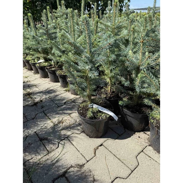 Ezüstfenyő PICEA PUNGENS SUPER BLUE SEEDLING K3