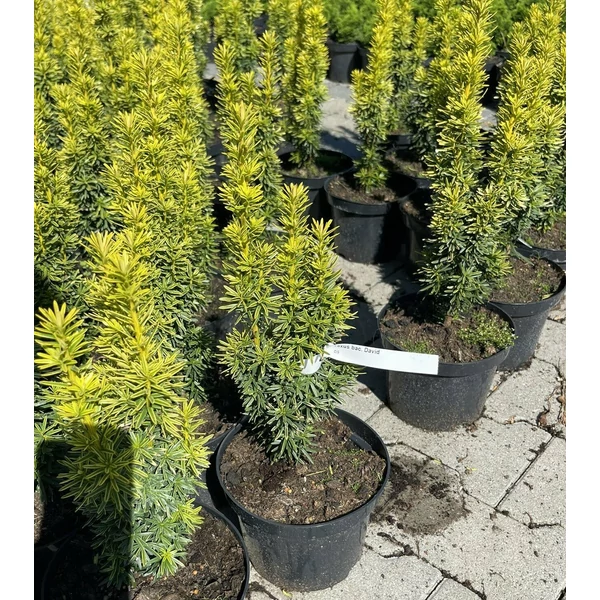 Arany oszlopos tiszafa  TAXUS BACCATA DAVID K2