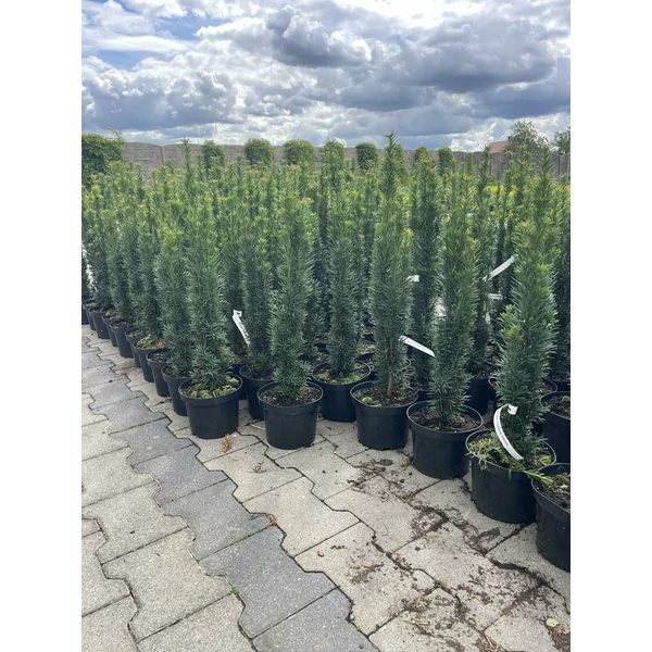 Oszlopos tiszafa    TAXUS BACCATA FASTIGIATA ROBUSTA K2