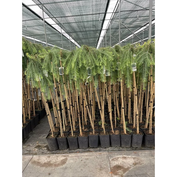 Japán vörösfenyő LARIX KAEMPFERI PENDULA TÖRZSES K6