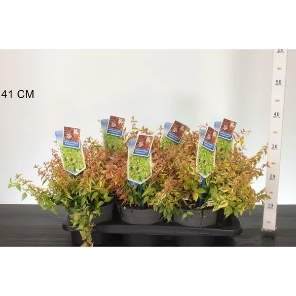 Nagyvirágú tárnicslonc     ABELIA GRANDIFLORA KALEIDOSCHOPE 20/25 CS17
