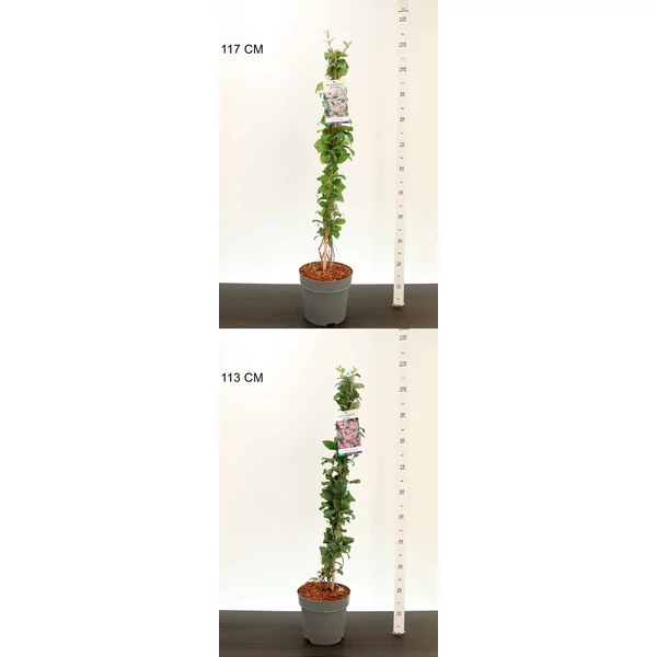 Kóreai hóvessző    ABELIOPHYLLUM DISTICHUM MIX 80/100 K5
