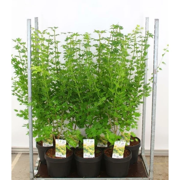 Japán juhar  ACER PALMATUM SHIRASAWANUM JORDAN 90/100 CS32