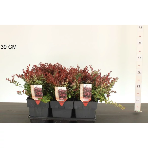 Japán vérborbolya  BERBERIS THUNBERGII ATROPURPUREA NANA 25/30 K2,5