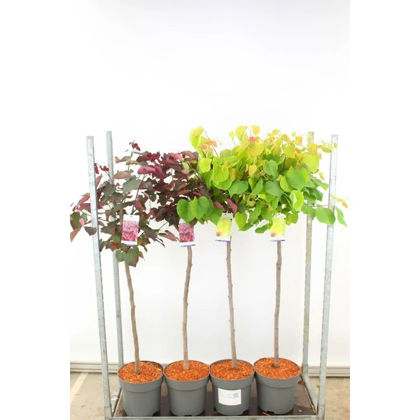 Kínai júdásfa  CERCIS CHINENSIS MIX T100 K12