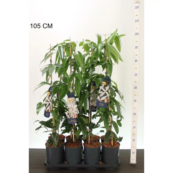 Kerti iszalag   CLEMATIS ARMANDII 90CM K2