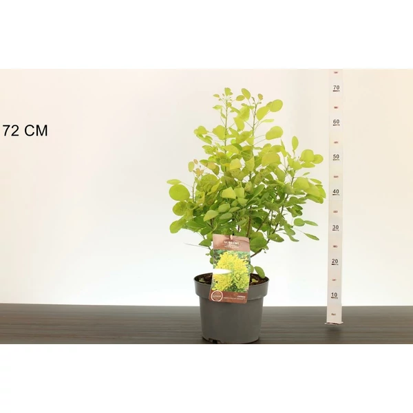  cserszömörce  COTINUS COGGYGRIA GOLDEN LADY 40/50 K4